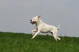 DOGUE ARGENTIN 393